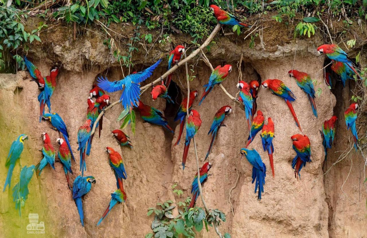 Monte Amazonico Lodge Tambopata Kültér fotó